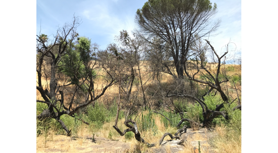 Local hiking trails affected by recent wildfires