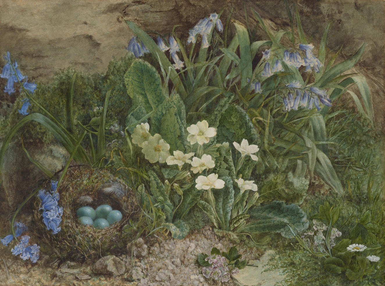 Watercolor drawing of a thriving nature scene. We look down at a lush tangle of green leafy plant life with bluebells and white primroses. Five shining teal bird's eggs lay in a cozy moss and twig nest in the lower left.
