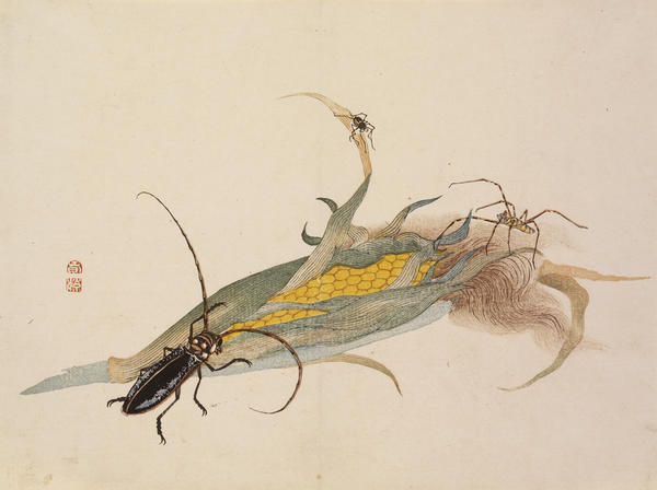 If Insects Could Speak | RISD Museum