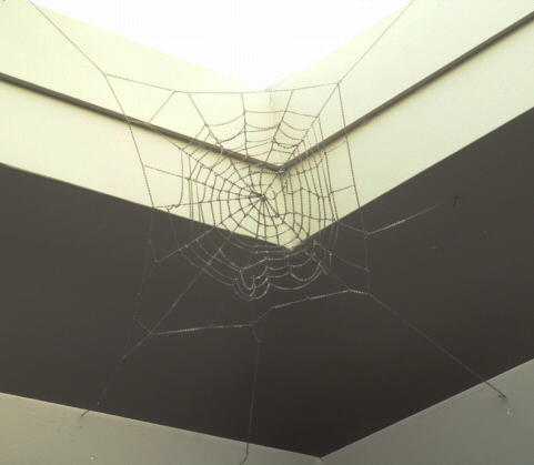 The Art and Design of Spider Silk | RISD Museum